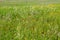 Empty field with lot of lush high grass