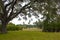 Empty Field with Trees, Moss and Palms