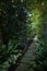 Empty footpath amidst plants and trees