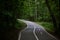 Empty Footpath with a Bike Path in the Green Forest.