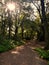 Empty footpath in the forest of Duisburg, Germany