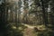 Empty footpath in pine tree forest on nice sunny fall day in Latvia