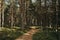 Empty footpath in pine tree forest on nice sunny fall day in Latvia