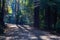 Empty footpath in rainforest.