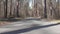 Empty forest asphalt road around green pine trees, aerial follow view. Isolated car road in forest