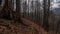 Empty forest of CÄƒciulata in Romania - horror concept