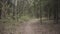 empty forest path background movement