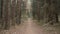 empty forest path background movement