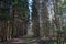 Empty forest road, both sides have large spruce trees;