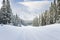 Empty Forest Road Covered in Fresh Snow