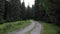 Empty forest road in a rainy day during autumn