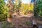 Empty Forest and Trail in the Sierra Nevada Mountains near Lake Tahoe with Tall Pine Trees