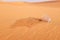 Empty glass of water on a desert land showing dehydration and water shortage concept