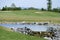 Empty golf playground with green grass