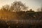 Empty gravel road with dust in countryside with trees in surroundings at sunset. Autumn colors. Clear sky.