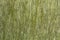 Empty green flax cloth texture or background