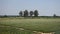 Empty green grass field with birch tree in background in Germany rural area