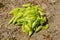 Empty green pea husks lay in a pile on granite outside, on a sunny day