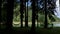 Empty hammock hanging from the trees of a mountain forest at the edge of the lake quiet and clear. Mountain forest lake landscape.