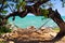  empty Hammock under twisted arched crooked tree with turquoise rough ocean, Jamaica