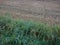 Empty harvested field in a rainy day