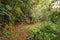 An empty hiking trail amidst trees in Uluguru Mountains in Morogoro Town, Tanzania