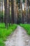 Empty hiking trail with green grass and trees