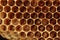 Empty honeycomb closeup Background.