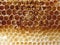 Empty honeycomb texture close-up