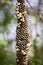 Empty hornet nest hive