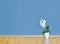 Empty interior with wooden floor, flower and blue wall