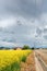 Empty Irrigation Ditch near a Road and a Farm Field of Mustard Plants