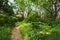 Empty Lane, Path, Way in summer forest