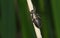 The empty larval case of a newly emerged Downy Emerald Dragonfly, Cordulia aenea, holding onto the stem of a reed at the edge of a