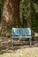 Empty light blue wooden bench in the park with the sequoia tree in the background