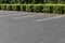Empty lined asphalt parking lot bordered by bushes and trees