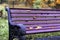 Empty lonely bright wooden violet bench in the city park with dry orange yellow leaves. Autumn, fall season, sad