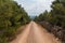 Empty macadam and dusty road trough wilderness and forest of Croatian island Brac. Road trough nature with green forest and blue s