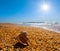 Empty marine shell on sandy sea beach at sunny day