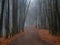 Empty misty autumn alley in a park with maples in late autumn. Mystical autumn landscape with morning fog and path in the park