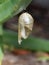 Empty monarch butterfly pupae