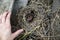 An empty mouse nest made of grass on the street in wooden firewood