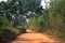 A empty muddy village road moving between a green forest