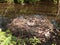 empty mute swan nest with one egg spring time twigs pile