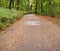 Empty no people Pathway alley covered by Foliage trees in early autumn park