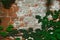 Empty old brick wall texture with green vegetation. Problematic wall surface. Brick wall grunge. Grunge red stone wall. Copy space