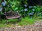 Empty old lonely vintage iron bench seat, chair at the desolate yard on the green forest.