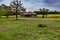 Empty Old Texas Farm House with Bluebonnet Wildflowers.