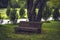 Empty old wooden bench in a shady part of a garden or park, outdoors. Empty bench under a tree in the park, a good place to relax