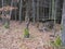 Empty old wooden feeder or manger for wild animals in the forest. Feeding trough with hay for wild boars, deer and birds